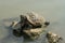 A red eared slider turtle sun bathing itselves on a rock near a pond