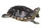 Red eared slider turtle Trachemys scripta elegans is creeping and raise one`s head on white isolated background . Side view