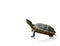 Red-eared slider turtle Trachemys scripta elegans, isolated on a white background, space for text, billet for advertising