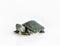 Red eared Slider turtle Trachemys scripta elegans on white bac