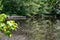 Red Eared Slider Turtles on a plank in pond by an idyllic fishing dock