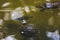 Red-eared sliders swimming in an unclear pond during the day-time