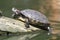 Red Eared Terrapin - Trachemys scripta elegans