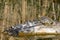 Red Eared Terrapin Trachemys scripta elegans, in the habitat