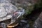 Red-eared terrapin, turtle close up