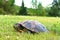 Red Eared Terrapin turtle Trachemys scripta elegans or Chrysemys scripta elegans in the meadow. It is laying eggs.