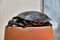 Red Eared Terrapin Turtle Trachemys Scripta Elegans Tortoise