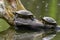 Red Eared Terrapin Turtles AKA Pond slider - Trachemys scripta elegans