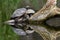 Red Eared Terrapin Turtles AKA Pond slider - Trachemys scripta elegans