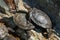 Red-eared terrapins sunbathing