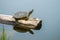 A red-eared tortoise with an outstretched neck sits on a log floating in a lake. Side view