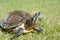 Red-eared turtle