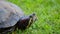 Red eared turtle looking around