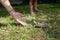 Red-eared turtle runs on the lawn to the woman`s hand. Taking care of Pets. Friendship of a human with reptiles.