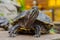 Red-eared turtle sitting on a stone near the pond. Piercing eyes.