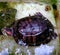Red-eared turtle in water space with green stone