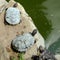 Red-eared water turtles on the rocks near the pond bask in the sun . Sitting on each other.