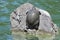 Red eared and Yellow bellied slider turtles sunning Stow Lake Golden Gate Park 6