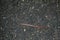 Red earthworm it live bait for fishing isolated on dark background. Photography consisting of striped gaunt earthworm at asphalt.