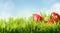 Red easter eggs hide in green grass
