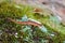 Red Eastern Newt salamander on green moss, Athens, Georgia