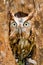 Red Eastern Screech Owl