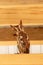 Red eastern screech owl with head tilted looking at camera on wooden beam