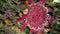 Red echinoderms on seabed of Barents Sea.