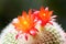 The red Echinopsis tubiflora flowers - 2