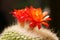 The red Echinopsis tubiflora flowers - 3