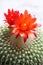 The red Echinopsis tubiflora flowers - 4