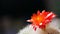 The red Echinopsis tubiflora flowers - 5