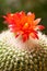 The red Echinopsis tubiflora flowers - 6