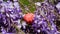 Red egg, in a basket of wood with lots of purple flowers.