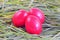 Red eggs on green grass; Easter tradition