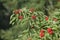 Red elderberry or red-berried elder plant