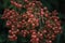 Red elderberry or red-berried elder Sambucus racemosa extreme close-up on dark blurred background