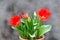 Red elegant tulips
