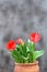Red elegant tulips card