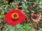 Red elegant zinnia blooming in Costa Rica