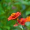 Red elegant zinnia blooming in Costa Rica