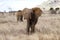 Red elephant of Tsavo