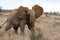 Red elephant of Tsavo