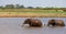 Red elephants bathe in a water hole in the middle of the savannah