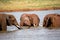 Red elephants bathe in a water hole in the middle of the savannah