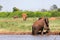 Red elephants bathe in a water hole in the middle of the savannah