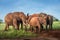 Red Elephants Travelling Kenya and Tanzania Safari tour in Africa Elephants group in the savanna excursion