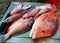 Red Emperor Fish and Parrot Fish Australia