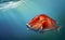 Red emperor snapper fish swims underwater.