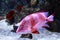 Red Emperor Snapper, lutjanus sebae, close up